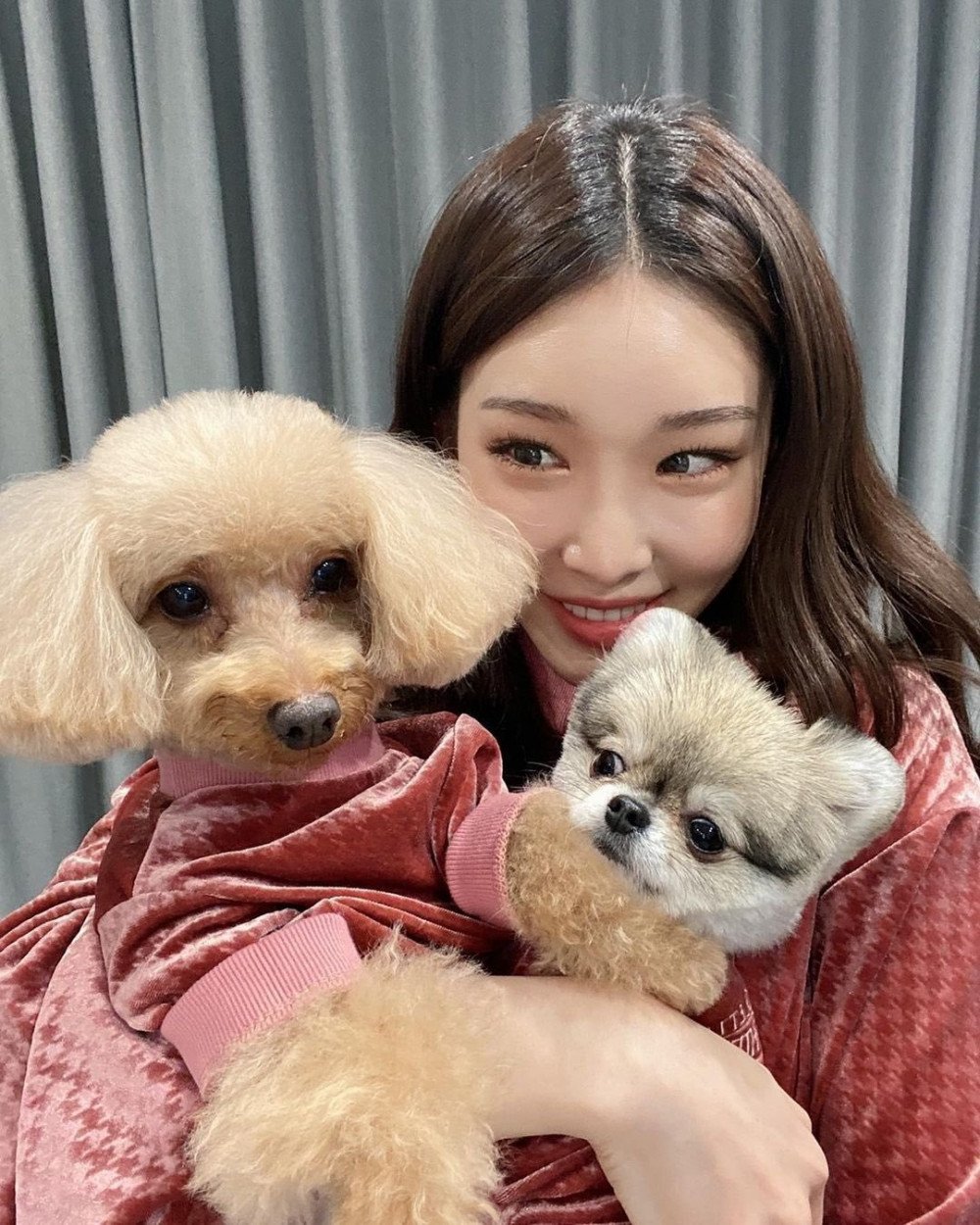 Chungha's Dogs