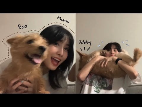 Momo's Dogs