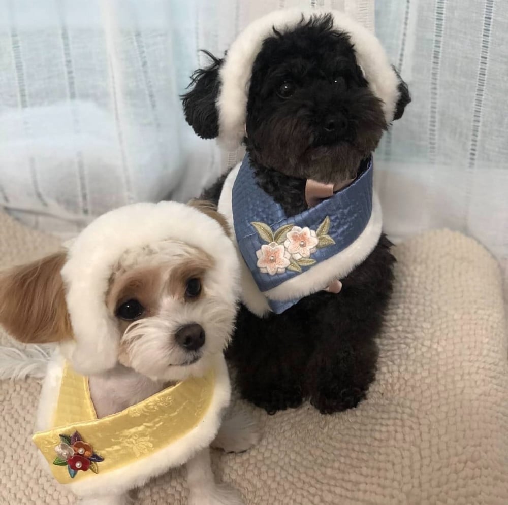 Chanyeol's Dogs